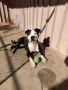 REGALO Amstaff Guancho cerca casa!
